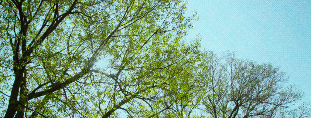 trees