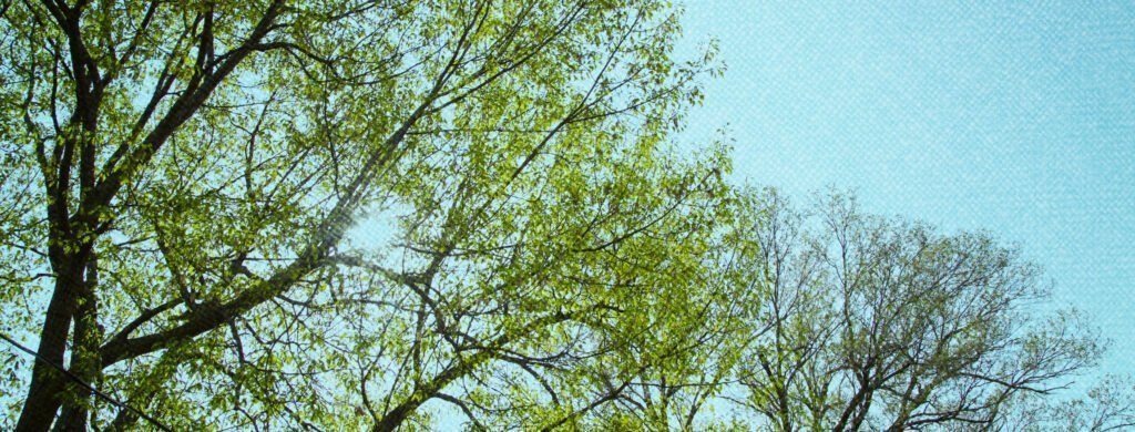 trees